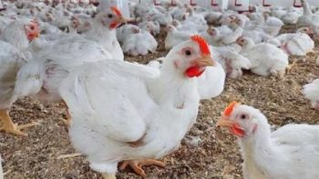 أسعار الفراخ البيضاء اليوم