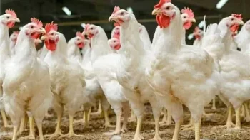 أسعار الفراخ اليوم الأحد 17 مايو 2026