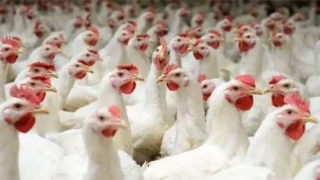 هبوط جديد في أسعار الفراخ والبيض اليوم الأحد بالأسواق والمحال التجارية