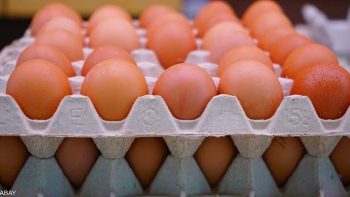 50 جنيها دفعة واحدة.. هبوط قوى في أسعار البيض الآن| كم سعر الكرتونة؟