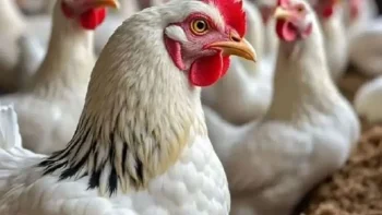 أسعار الفراخ اليوم الجمعة 22 مايو