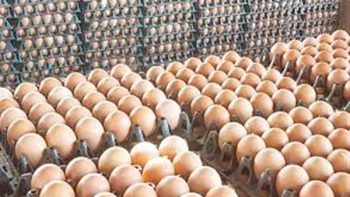 سعر كرتونة البيض اليوم للمستهلك 4 مايو 2026