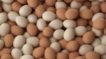 سعر كرتونة البيض اليوم الأحد 24 مايو 2026 في مصر