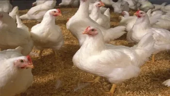 بعد عيد الأضحى.. كم سجل سعر الفراخ البيضاء اليوم 30 مايو 2026 في مصر