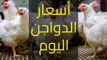 سعر الدواجن اليوم الإثنين في الأسواق