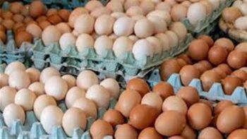 سعر كرتونة البيض اليوم للمستهلك.. التفاصيل كاملة