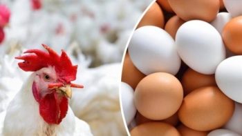 أسعار الفراخ البيضاء اليوم