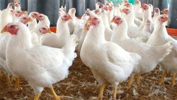أسعار الفراخ البيضاء والبلدي والساسو وسعر البيض اليوم