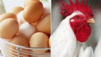 أسعار الدواجن والبيض تتراجع اليوم والفراخ البيضاء تسجل 67 جنيهًا بالمزرعة محليًا