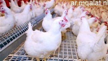 سعر الفراخ البيضاء فى المنوفية اليوم السبت 2-5-2026 – مقالات نيوز