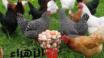 أسعار الفراخ والدواجن بأسواق مطروح اليوم الأحد 24-5-2026.. البانيه بـ 210 جنيهات
