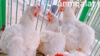 اسعار الدواجن فى الأقصر اليوم الاثنين 18 مايو 2026 مستقرة – مقالات نيوز