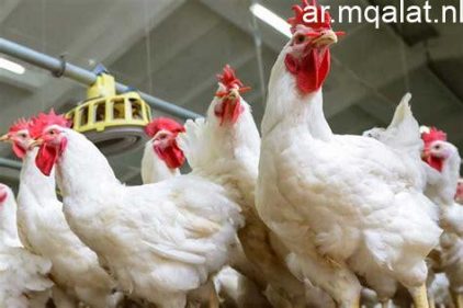 أسعار الدواجن والطيور تشهد استقراراً ملحوظاً في أسواق الإسماعيلية اليوم الجمعة