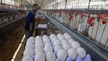 استقرار حذر فى أسعار الدواجن والبيض بالأسواق المصرية – مقالات نيوز
