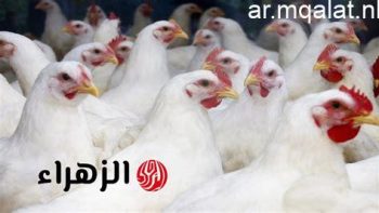 اسعار الدواجن بالأقصر تنخفض الفراخ البيضاء 102 جنيه والبلدي 125 جنيه – مقالات نيوز