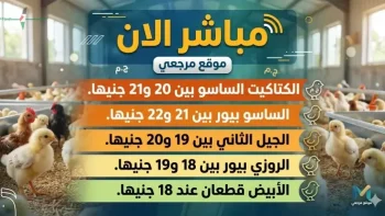 أسعار الكتاكيت في بورصة الدواجن اليوم الأحد 26 أبريل 2026 تتجه نحو استقرار وتحليل السوق مباشر