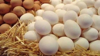 سعر طبق البيض اليوم في المزارع الأسواق للمستهلك.. الأحمر والبلدي بكام؟ – الأسبوع