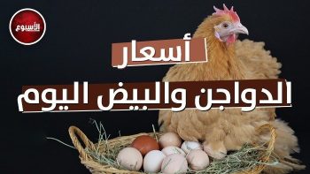 بكام في الأسواق؟.. أسعار الدواجن والبيض اليوم الاثنين 11 مايو 2026 – الأسبوع