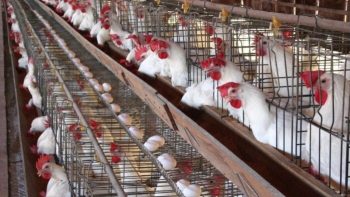 انخفاض 20%.. شعبة الدواجن تزف بشرى للمواطنين قبل عيد الأضحى – الأسبوع