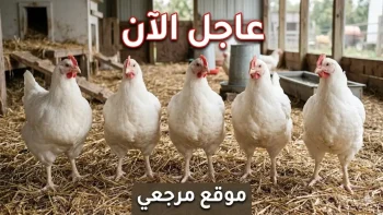 عاجل: أسعار الدواجن تنفجر اليوم! الفراخ البيضاء 105 جنيهًا والسعر الحقيقي يكشف مفاجأة صادمة… شاهد التفاصيل