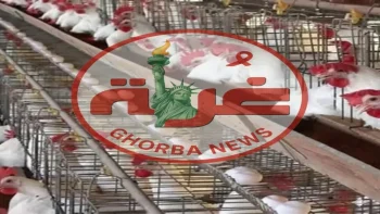 عاجل: استقرار أسعار الدواجن في مصر اليوم… هبوط البيض والفراخ البلدي يصل 140 جنيهًا للمستهلك