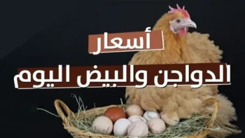 عاجل: أسعار الفراخ والبيض اليوم في مصر… هذا هو السعر النهائي للمستهلك مع بداية مايو 2026
