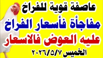 عاجل: أسعار الدواجن اليوم تشتعل.. البيضاء 107 جنيه والسasso 118 والبلدي يقفز لـ125 جنيه – هل تتحمل الأسرة المصرية؟