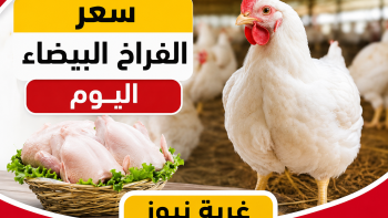 الكيلو بكام النهاردة.. سعر الفراخ البيضاء اليوم الإثنين 18 مايو 2026 وكرتونة البيض بالمزارع والأسواق