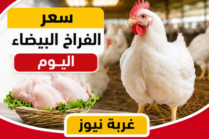 الكيلو بكام النهاردة.. سعر الفراخ البيضاء اليوم الإثنين 18 مايو 2026 وكرتونة البيض بالمزارع والأسواق