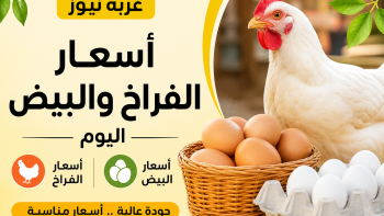 أسعار الفراخ والبيض اليوم الأحد 24 مايو 2026 تفاجئ الأسواق وتحركات غير متوقعة