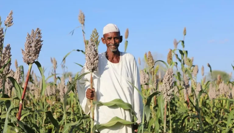 أزمة زراعية في السودان: ارتفاع أسعار المدخلات الزراعية