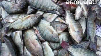 أسعار الأسماك اليوم الأربعاء 20-5-2026 بأسواق مطروح.. المرجان بـ300 جنيه – مقالات نيوز
