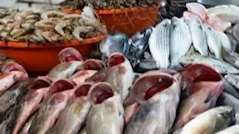 أسعار الأسماك في سوق العبور اليوم 29-5-2026.