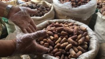 أسعار البلح السيوى والتمور بأسواق مطروح السبت الأحد 9-5-2026