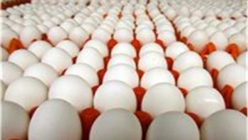 أسعار البيض اليوم السبت 16 مايو 2026.. استقرار في الأسواق