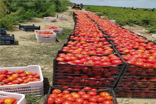 أسعار الخضروات اليوم الأحد 3 مايو 2026 في سوق العبور للجملة