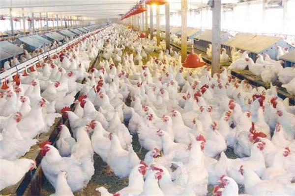 أسعار الدواجن اليوم الأحد 10 مايو 2026 في البورصة والأسواق