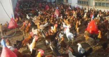 أسعار الدواجن والطيور بأسواق الإسماعيلية اليوم الجمعة