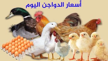 تراجع أسعار الفراخ البيضاء وارتفاع البلدي.. والبيض يواصل الاستقرار بالأسواق