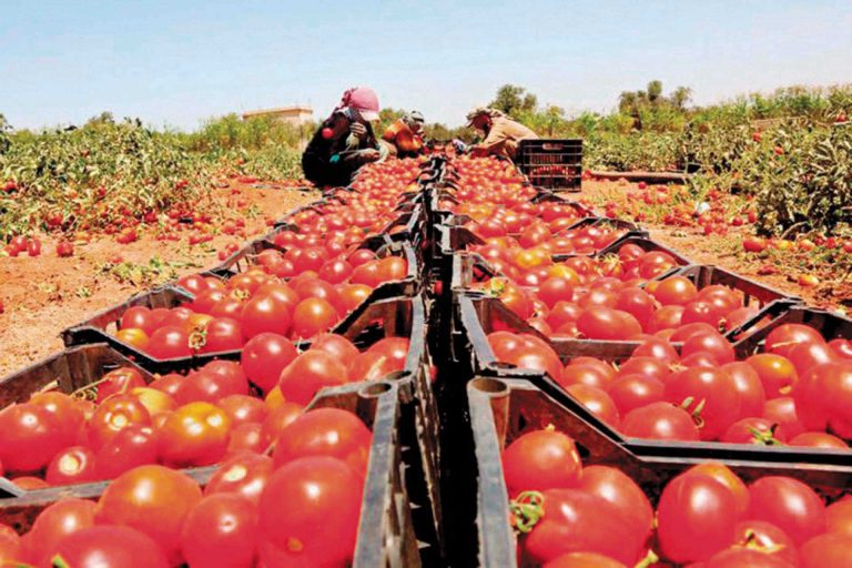 أسعار قفص الطماطم تقفز إلى 1000 جنيه بسوق العبور -جريدة المال
