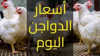 أقل من 90 جنيها.. أسعار الدواجن والفراخ البيضاء اليوم الثلاثاء