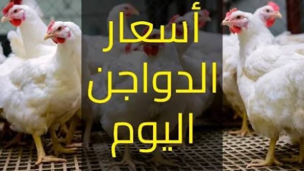 أقل من 90 جنيها.. أسعار الدواجن والفراخ البيضاء اليوم الثلاثاء