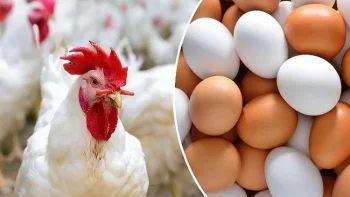 أول أيام العيد.. أسعار الدواجن و البيض اليوم الأربعاء 27 مايو 2026