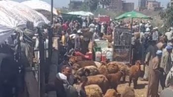 إقبال كثيف على شراء الأضاحى بكفر الشيخ واستقرار نسبى فى الأسعار.. فيديو