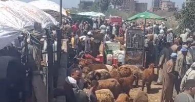 إقبال كثيف على شراء الأضاحى بكفر الشيخ واستقرار نسبى فى الأسعار.. فيديو