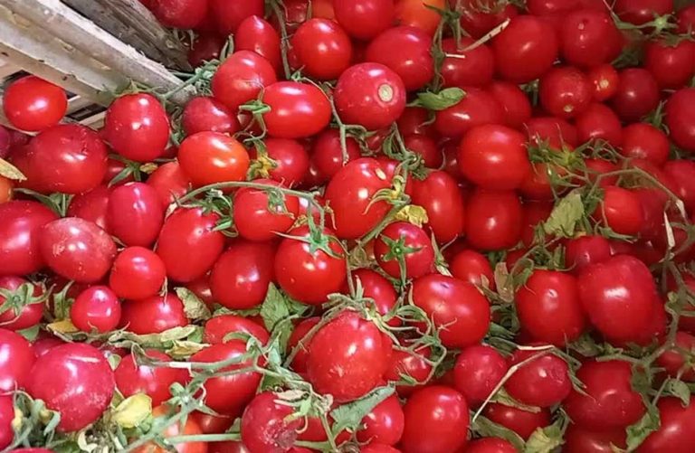 ارتفاع أسعار الطماطم في أسواق محافظة البحيرة اليوم الإثنين 18 مايو