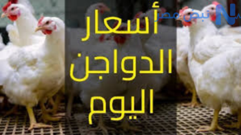 ارتفاع أسعار الفراخ البيضاء اليوم الثلاثاء 26 مايو 2026.. سعر الدواجن بالمزرعة يصل إلى 68 جنيهًا