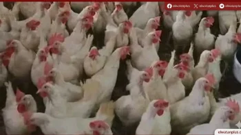 استقرار أسعار الدواجن في الإسماعيلية اليوم الخميس 30 أبريل 2026 مع وفرة المعروض