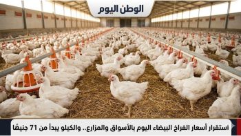 استقرار أسعار الفراخ البيضاء اليوم بالأسواق والمزارع.. والكيلو يبدأ من 71 جنيهًا