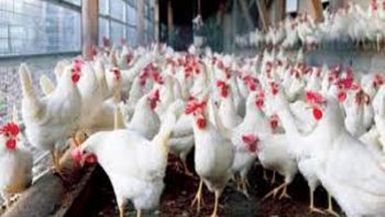 استقرار بأسعارالفراخ والبيض اليوم الأحد 17 مايو في بورصة الدواجن